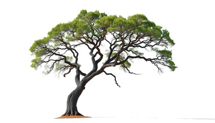 Wall Mural - Lone oak tree, branches reaching sky, stark white background, environment, picture