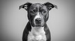 © DhanaStudio - Monochrome Pit Bull Puppy Portrait - Innocent gaze suggests pet adoption - for animal shelters/pet lovers