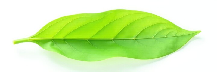 Wall Mural - Fresh green leaf isolated on white background, single, isolation
