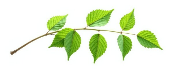 Wall Mural - Single branch with intricate leaves isolated on white background, single, nature, white