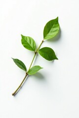 Wall Mural - Single isolated branch against a pure white surface, wood, background, twig