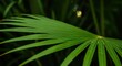 © Hard - Close-up of a vibrant green palm leaf against a blurred tropical background