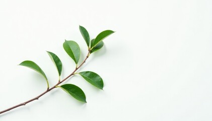 Wall Mural - Delicate branch isolated on white background with fine twigs and leaves, minimalist, greenery, nature