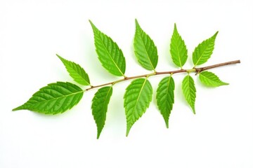 Wall Mural - Single branch with leaves isolated on white background, white, background, branches
