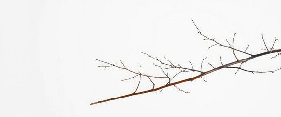 Delicate, bare branches isolated against a pure white backdrop,  rustic,  spring
