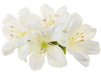 Poster - A white background features spring flowers that are in bloom and isolated