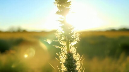 Wall Mural - tall thorn covered plant standing bright sky spiky silhouette contrasting soft landscape unique nature close up