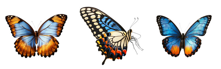 Aufkleber - In flight, a stunning blue orange butterfly is depicted against a completely transparent background
