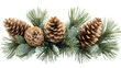 © CarolynS - Pine Cones and Pine Branches Isolated on White Background