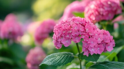 Poster - Beautiful pink hydrangea flowers blooming in a sunny garden setting Generative AI