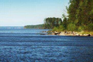 Wall Mural - a diverse riverbank with a pine forest stretching into the distance.