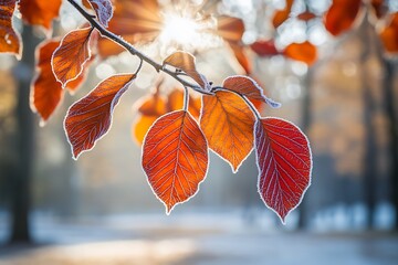 Poster - Frosted Autumn Leaves Glowing in the Morning Sunlight with a Beautiful Background : Generative AI