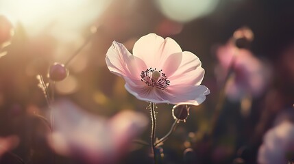 Poster - Charming pink blossom flower captured in enchanting light with blurred garden setting : Generative AI