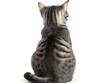 © The Little Hut - Charming striped cat sitting peacefully with its back facing camera highlighting its patterned fur : Generative AI