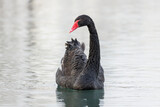 Black swan