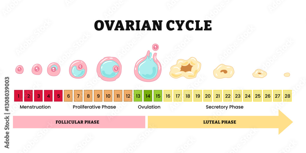 Ovarian Cycle Menstrual Cycle Diagram Menstrual Proliferative Ovarian Cycle Menstrual Cycle Diagram Menstrual Proliferative