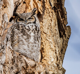 great horned owl winking