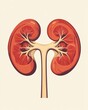 © Mufida's Gallery - flat art of human kidneys. human kidneys