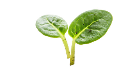 Wall Mural - Plant, fresh green leaf, spring sprouts isolated on transparent background 