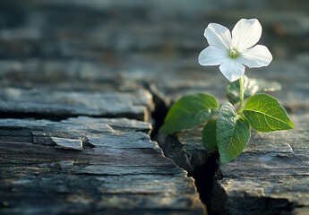 Poster - Beautiful White Flower Growing Through Cracked Wood for Nature Themes : Generative AI
