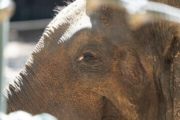 elephant photos, safari, africa