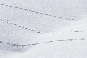 Wall Mural - animal tracks crossing bright white winter snow surface