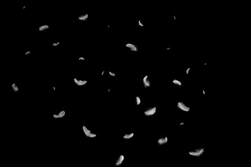 Wall Mural - abstract many white feathers floating in the dark. fluffy downy, softness of feathers falling on bla