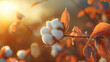 © 王二小 - Cotton boll at sunset, close-up