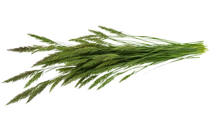 Wall Mural - freshly cut green grass on transparent background