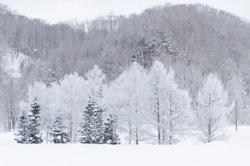 Wall Mural - white frosty trees in snowy winter landscape