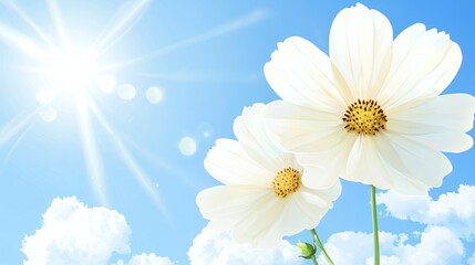 two white cosmos flowers under bright summer sun