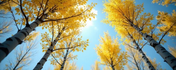 Wall Mural - delicate aspen branches stretch towards the sky, gentle, branches