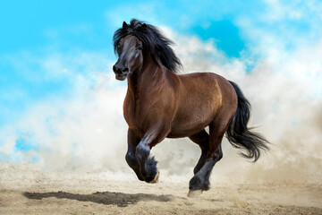 Wall Mural - black horse with long mane