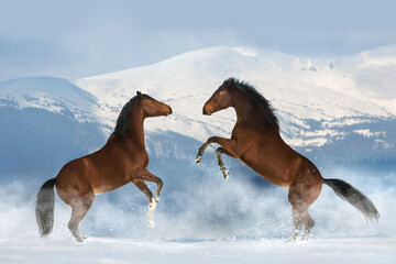 Wall Mural - horses rearing up in snow