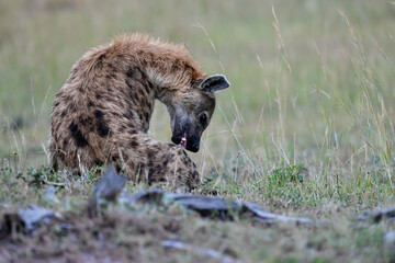 hyena in serengeti national park tanzania africa