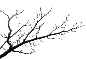 bare, gnarled branches isolated against a pure white backdrop, growth, tree