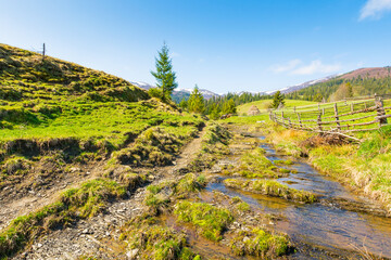 Wall Mural - countryside scenery of ukraine in spring. natural environment. sunny morning. mountainous rural land