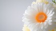 © BirD - Close-up of a vibrant white daisy with an orange center against a soft gray background, showcasing its delicate petals.