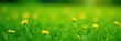 © Uravan - Green grass with a few small yellow dandelions on it, yellow, field
