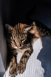 © Анна Рыкшина - portrait of a cat,  animal, domestic,  maine coon, mutt cat, green eyes, the shadow on the cat