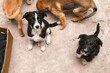 © Olena Vasylieva - mongrel dogs. mongrel puppies looking at the camera