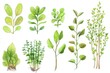 © Iuliia - Illustration of Nephrolepis exaltata highlighting various plant parts and leaf structures