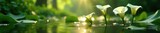 Calla lily stems in water with sunlight casting a shadow, greenery, nature