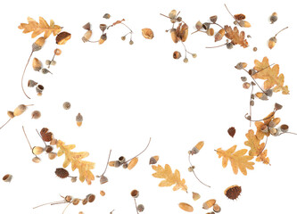 Wall Mural - Abstract arrangement of oak acorns isolated on white background. Set of dry brown acorns, leaves.