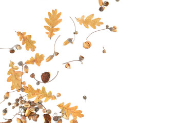 Wall Mural - Abstract arrangement of oak acorns isolated on white background. Set of dry brown acorns, leaves.