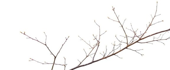 delicate, bare branches isolated against a pure white backdrop, graphic, branches