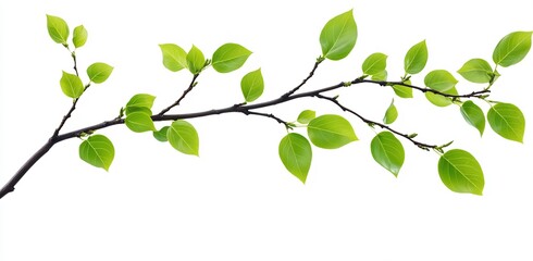 Poster - Elegant branch featuring fresh vibrant green leaves isolated on pure white background creating calm essence : Generative AI