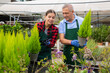 © JackF - Professional gardener man and woman caring for a plant Thuja occidentalis in pots in glasshouse