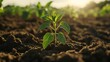© Din Nasahrudin - Idea of abundance and opportunity is represented by a mound of soil, illustrating potential that emerges when various natural elements unite