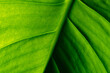 © MMPhoto21 - Macro Green Leaf, Vein Structure, Vibrant Natural Foliage